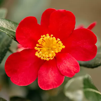 Camellia Yuletide 2L Pot Red Flowers Evergreen Shrub • £16.95