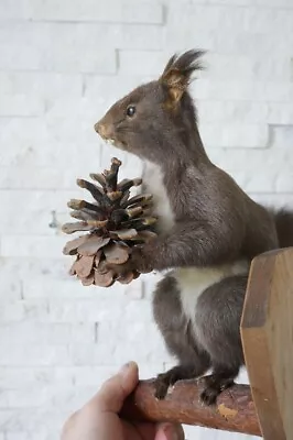 +++ Old Lovely Premium *SQUIRREL*  Eichhörnchen  Taxidermy Collectors +++ • $128