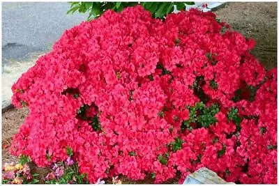 [9cm Or 2L Pot] Azalea Japonica 'Mother's Day' Low Growing Dwarf Japanese Shrub • £8.99