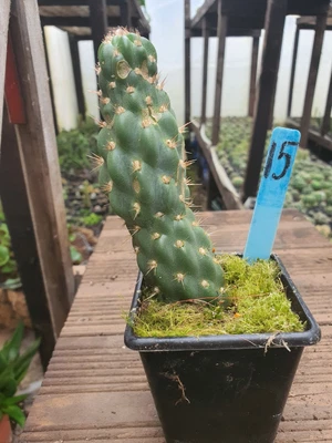 £24 • Buy Opuntia Miquelii