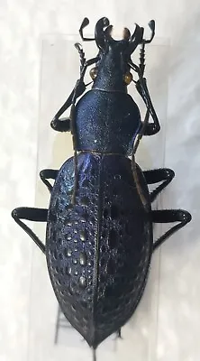 Carabus Coptolabrus Emeraldinus Ssp Husensis China Var. Blue Purple - A- - • $10.69