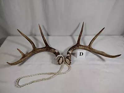 Vintage Whitetail 7 Point Antlers Rattle Decor Knife Making See Pics (D) • $33