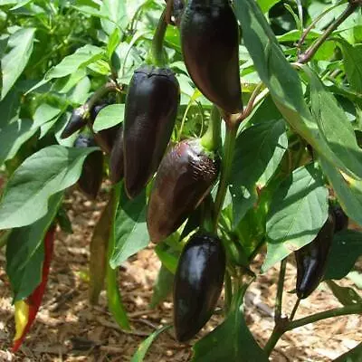 Jalapeno Purple 10 Chilli Seeds By CHILLIESontheWEB • £1.99