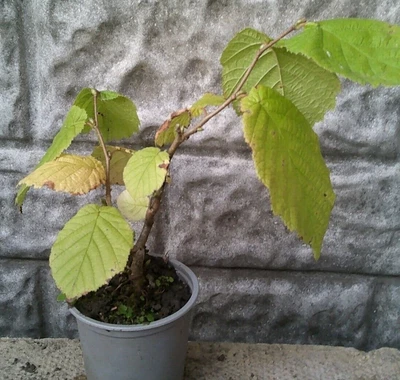 £8 • Buy Hazel Tree Bonsai Material (Corylus Avellana)
