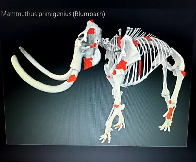 Woolly Mammoth Partial Fossil Skeleton Bone Collection Ice Age • $6250