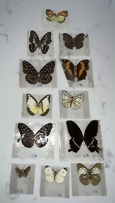 (12) Vintage Taxidermy Butterflies ~ Dried Insects ~ Butterfly • $95