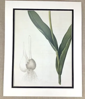 £32 • Buy Vintage Botanical Print Bulbs Roots Green Leaves Detail Flower Redoute's Lilies
