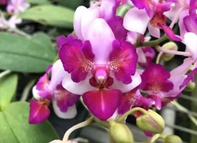 $25 • Buy Orchid - Phalaenopsis Liu’s Berry Trinitiy Seedling