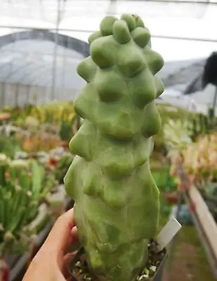 Rare Succulent Living Plant Pachycereus Schotti Monstata WYSIWYG Garden Boutique • $56.99