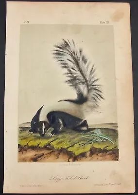 Audubon 1856 Lithograph Of Large Tailed Skunk From  Quadrupeds Of North America  • $95