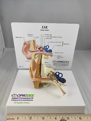 Human Ear Model Anatomical Medical Anatomy Alcon Ciprodex Vintage • $55