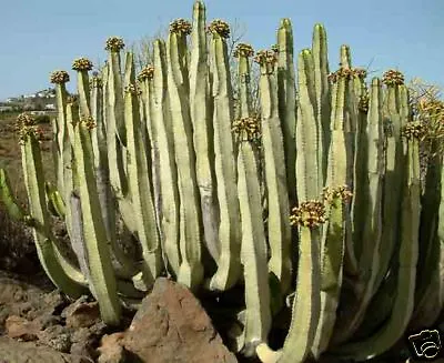 £1.95 • Buy Euphorbia Canariensis Seeds - Canary Islands Succulent 