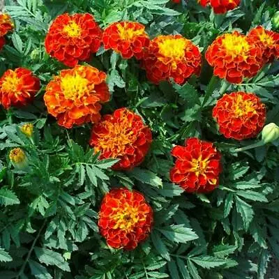 French Marigold PANTHER Beneficial Edible Dwarf Butterflies Non-GMO 100 Seeds! • $3.98