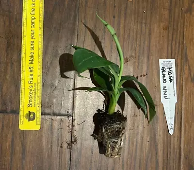 Grand Gran Nain (Musa Acuminata) - 1 TC Plant Plug Tree - 3-6 Inches - Edible!!! • $9.99