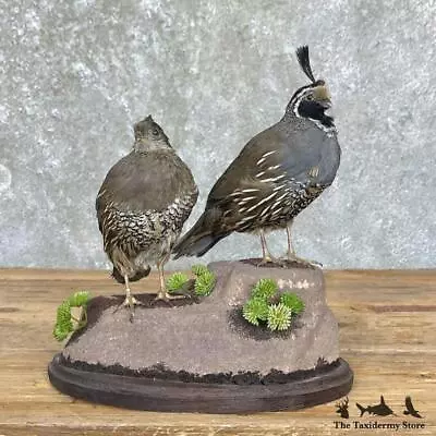 #26356 E+ | California Quail Taxidermy Bird Mount For Sale • $870