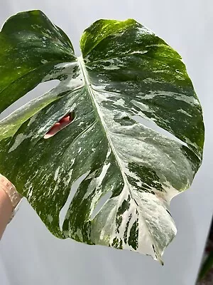 Monstera Albo Borsigiana Variegated Cutting Healthy Cutting RARE • $20