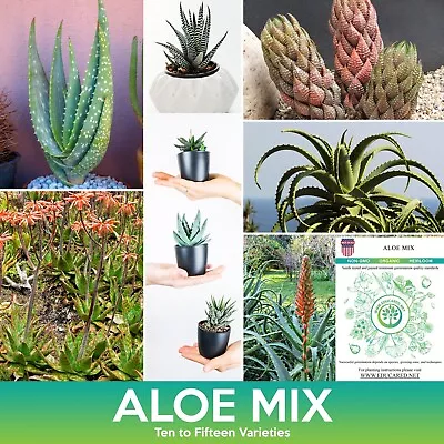 Aloe Succulents Mix Seeds Combined Shipping On 500+ Seed Varieties!  • $2.99