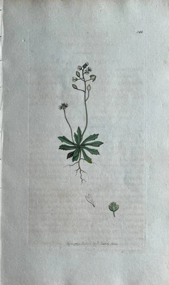 £152.06 • Buy Original Antique Print - Botanical Art Print - James Sowerby - Spring Draba