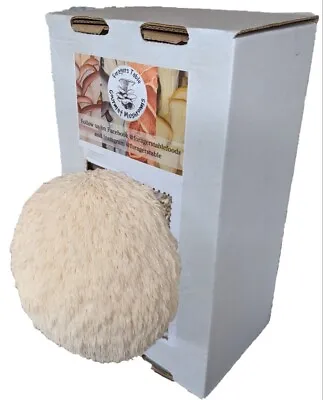 Lions Mane Mushroom Grow Kit Ready To Fruit  Top Quality Easy Fun & Edible • £17.50