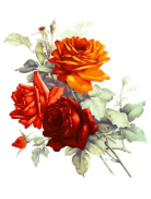 Vintage Image Victorian Shabby Orange Roses Furniture Transfers Decals FL496 • $12.99