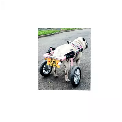 Personalised Sign Plaque Dog Wheelchair Walk Cart Scooter Paralysed Handicap • £8.99