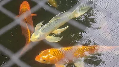 16 In Ki Matsuba Butterfly Koi Fish • $800