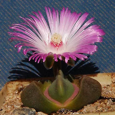 Didymaotus Lapidiformis Exotic Rare Mesemb Living Stones Cacti Seed 100 SEEDS • $19.98