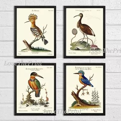 Vintage Birds Wall Art Prints Set Of 4 Beautiful Bird Illustration Blue Unframed • $18