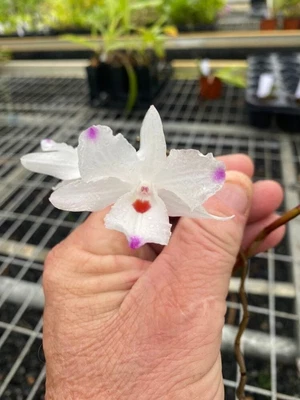$30 • Buy Orchid Species -dendrobium Annae-vietnam