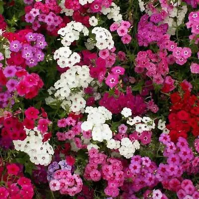 Phlox TALL MIX 18  Pink White Red Flowers Spring Heirloom Pure Non-GMO 400 Seeds • $3.98