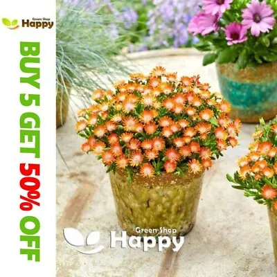 FLOWER LIVINGSTONE DAISY ORANGE - 500 SEEDS - Dorotheanthus Mesembryanthemum Cr • £1.99