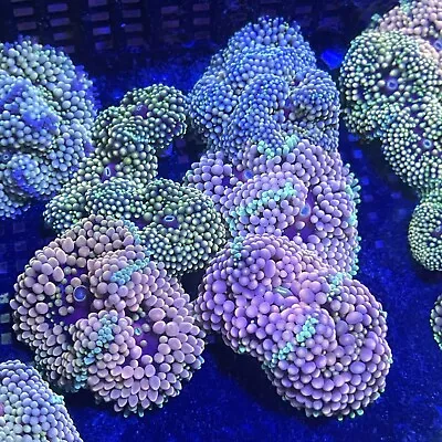 Fabulous Pastel-Color Ricordea Mushrooms 1-2  Live Coral • $36.99