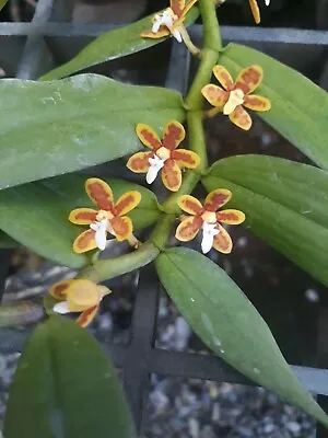 Trichoglottis Orchidea Miniature Orchid Plant Species + PHYTO CERTIFICATE • $35