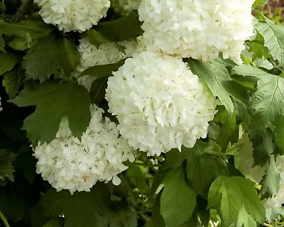 Eastern Snowball Bush ( Viburnum )  - Live Plant - Trade Gallon Pot • $34.99