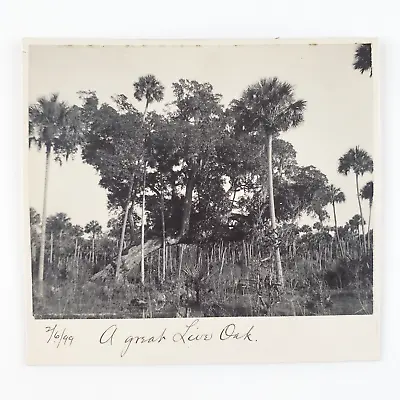 Florida Live Oak Tree Photo C1899 Palm Trees Forest Nature Landscape Card B1654 • $19.97