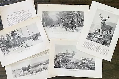 1895ANTLERED GAME Antique Deer/Elk Hunting Print Lot~Man Cave Den Cabin Art Work • $45