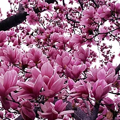 Magnolia Liliiflora Shrub 10 Seeds Mulan Tulip Lily Magnolia Ships From USA • $4.75