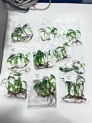 Monstera Burle Marx Flame Tissue Culture (1 Unit = 1 Plant In 1 Bag) • $79.99