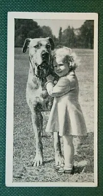 GREAT DANE & CHILD   Vintage Photo Card  WC29 • $4.97