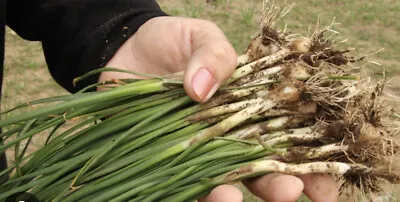 Wild Onion (Allium Drumondii) Bundle Of 25 • $10