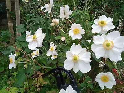 Honorine Jobert Japanese Anemone Perennials Flowering Plants 2L Pot • £13.99