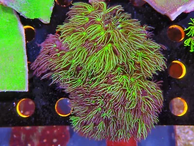 Gsp Rock Marine Aquarium Soft Coral Wysiwyg  • £15