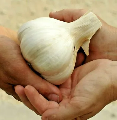 ☑️ ELEPHANT GARLIC 85g+ USA GROWN FRESH ORGANIC LARGE JUMBO SIZE CLOVE BEST DEAL • $4.69