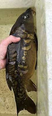 Mirror Carp Live Pond Fish • £40