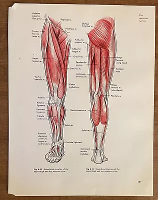 1971 Superficial Muscle Thigh Leg Diagram Medical Anatomy Art Decor VTG Ephemera • $9.99