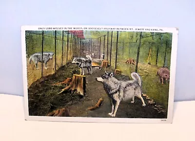 Postcard The Wolf Pack  On Roosevelt Hwy. Mt. Jewett & Kane PA.  C-1 • $4.79