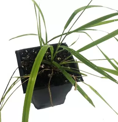 Smoke Camp Crafts Sweetgrass Plant (Hierochloe Odorata) 2.5 Inch Pot | Manna • $18