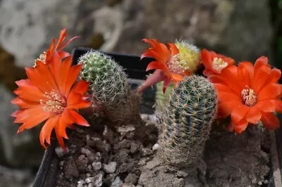 REBUTIA Schatzliana 10 SEEDS cactus Succulent • $6