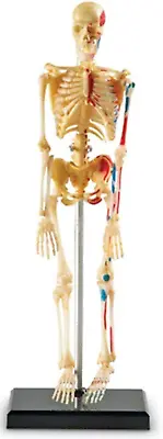 Model Skeleton Anatomical Human Anatomy Medical Stand Skull Quality Teaching • $29.46