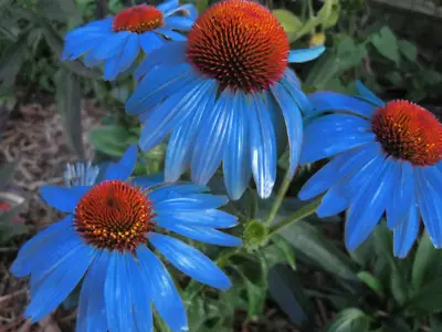 100 Light Blue Echinacea Seeds Purple Coneflower Pine Chrysanthemum  • £2.99